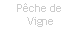 Zone de Texte: Pche de Vigne